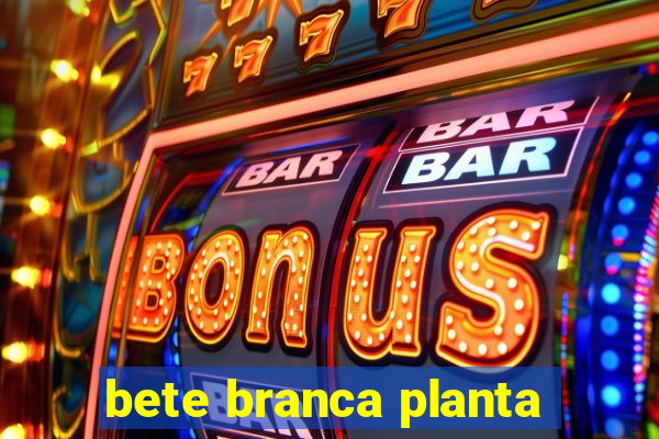 bete branca planta